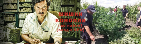 сатива Магадан